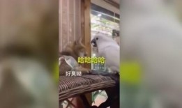 搞笑鹦鹉爆料视频大全,笑料百出！搞笑鹦鹉爆料视频大盘点