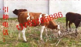 永康爆料牛姑娘被打视频,真相与反思